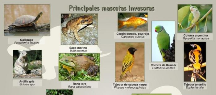 imagenes invasores